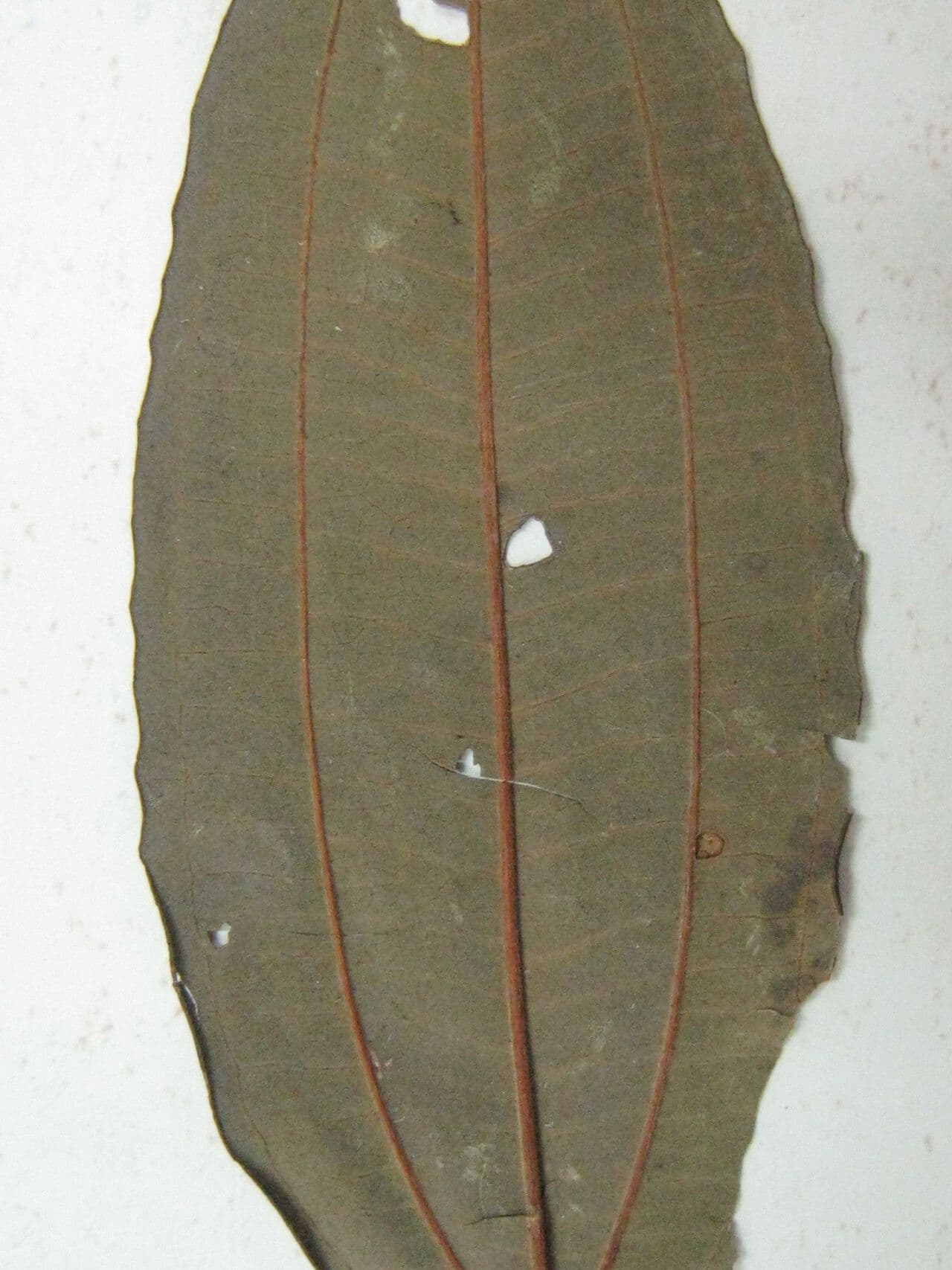 Miconia phaeophylla 3