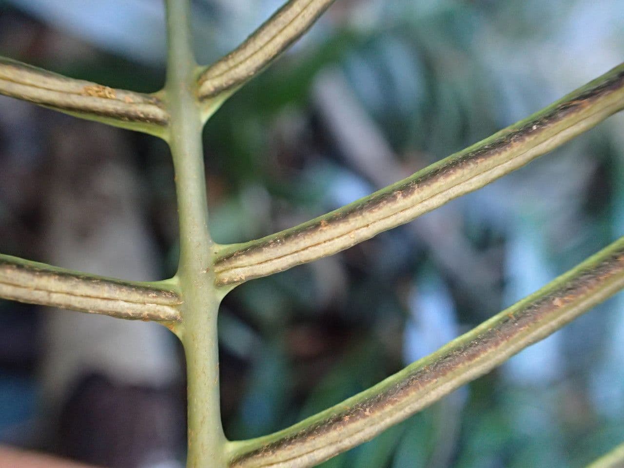 Blechnum attenuatum 3