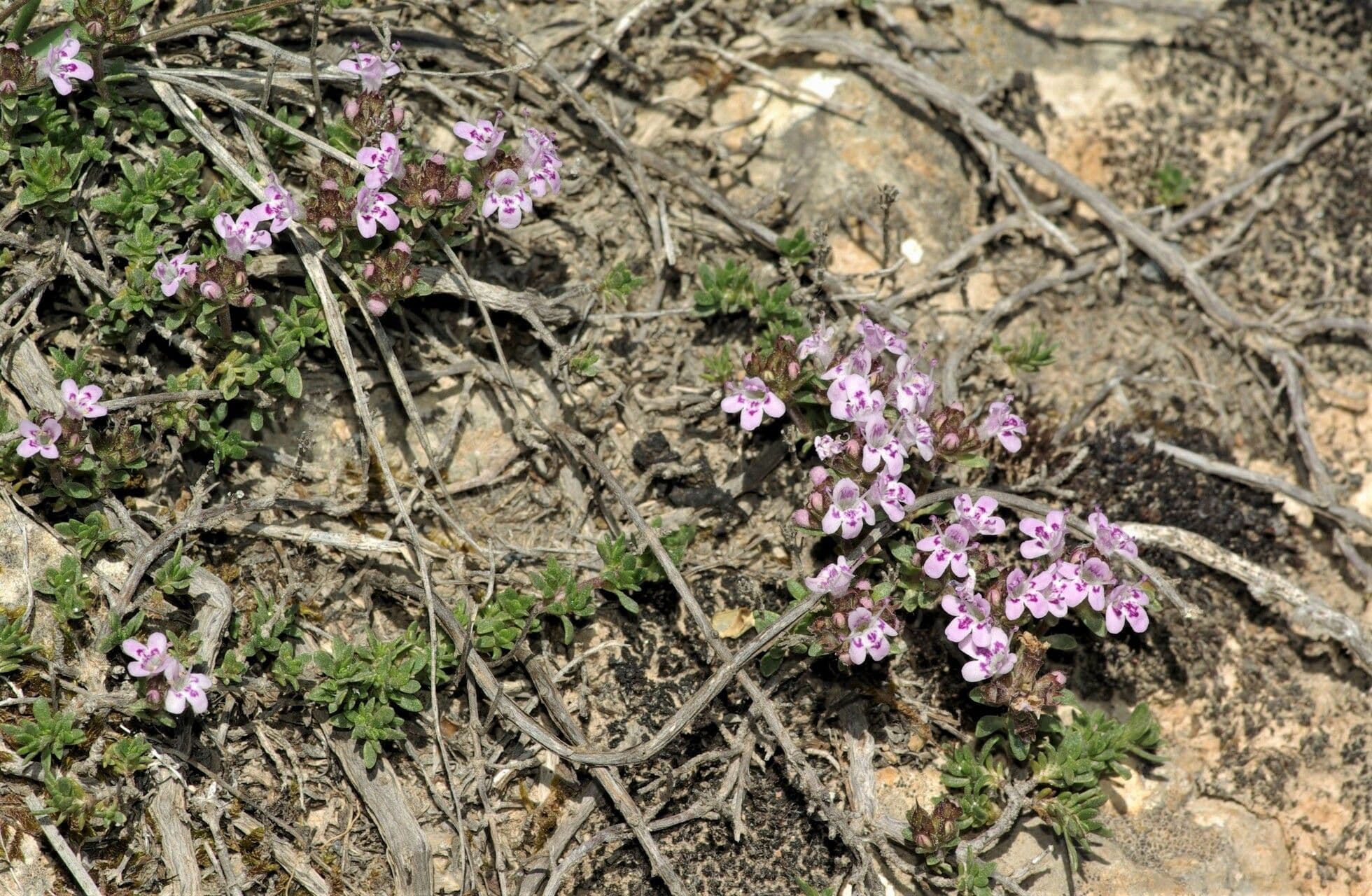 Thym à odeur de cumin 5