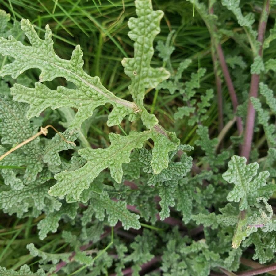 Salvia columbariae 17