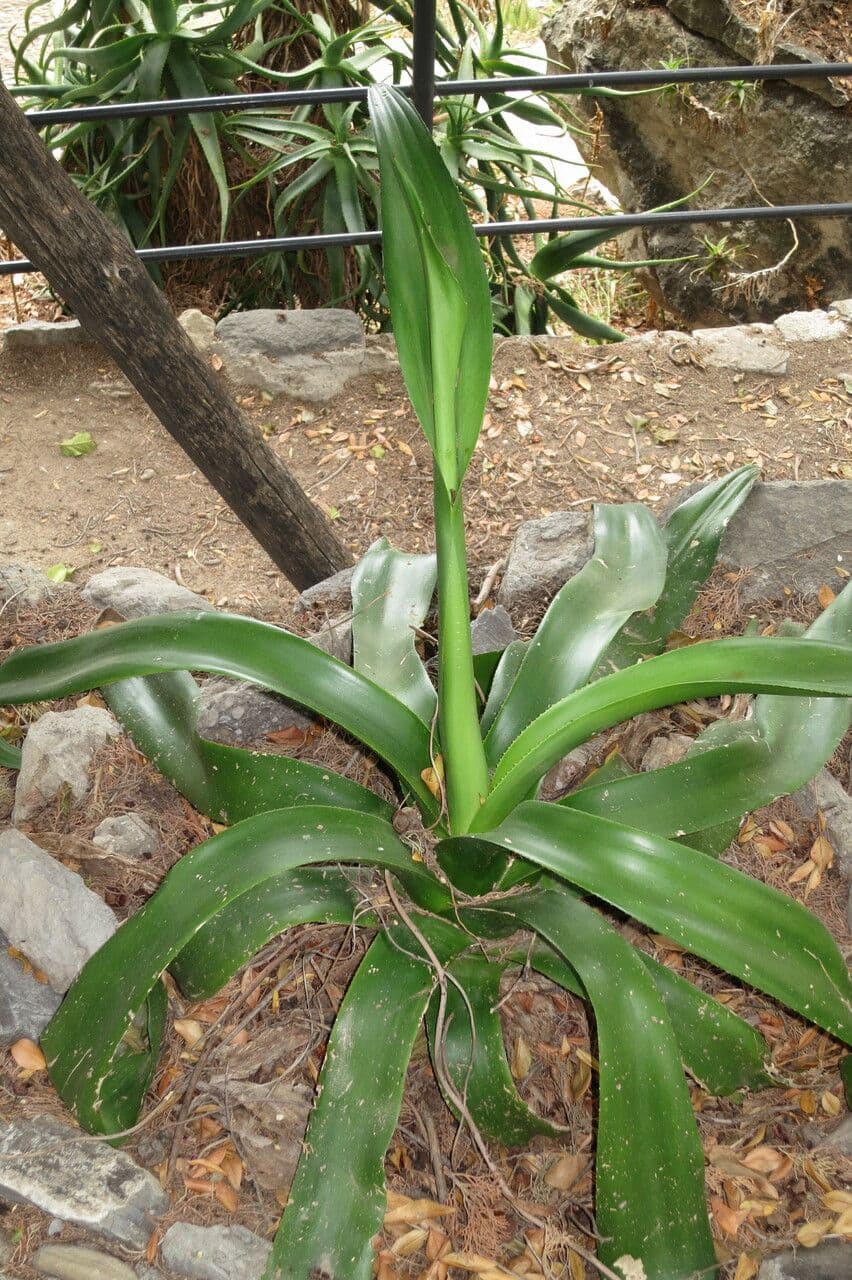 Agave 2