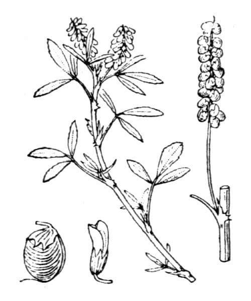 Trifoglio solcato 21