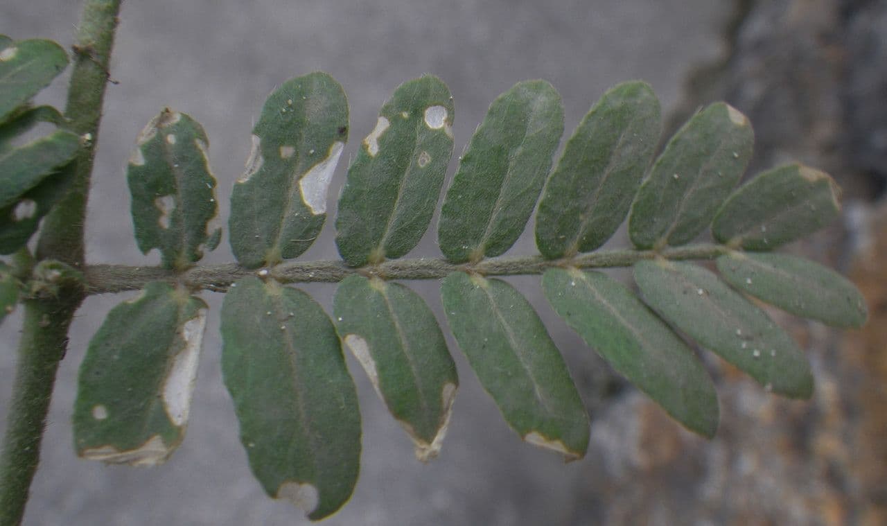 Tribolo cistoide 17
