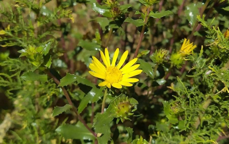 Grindelia 5
