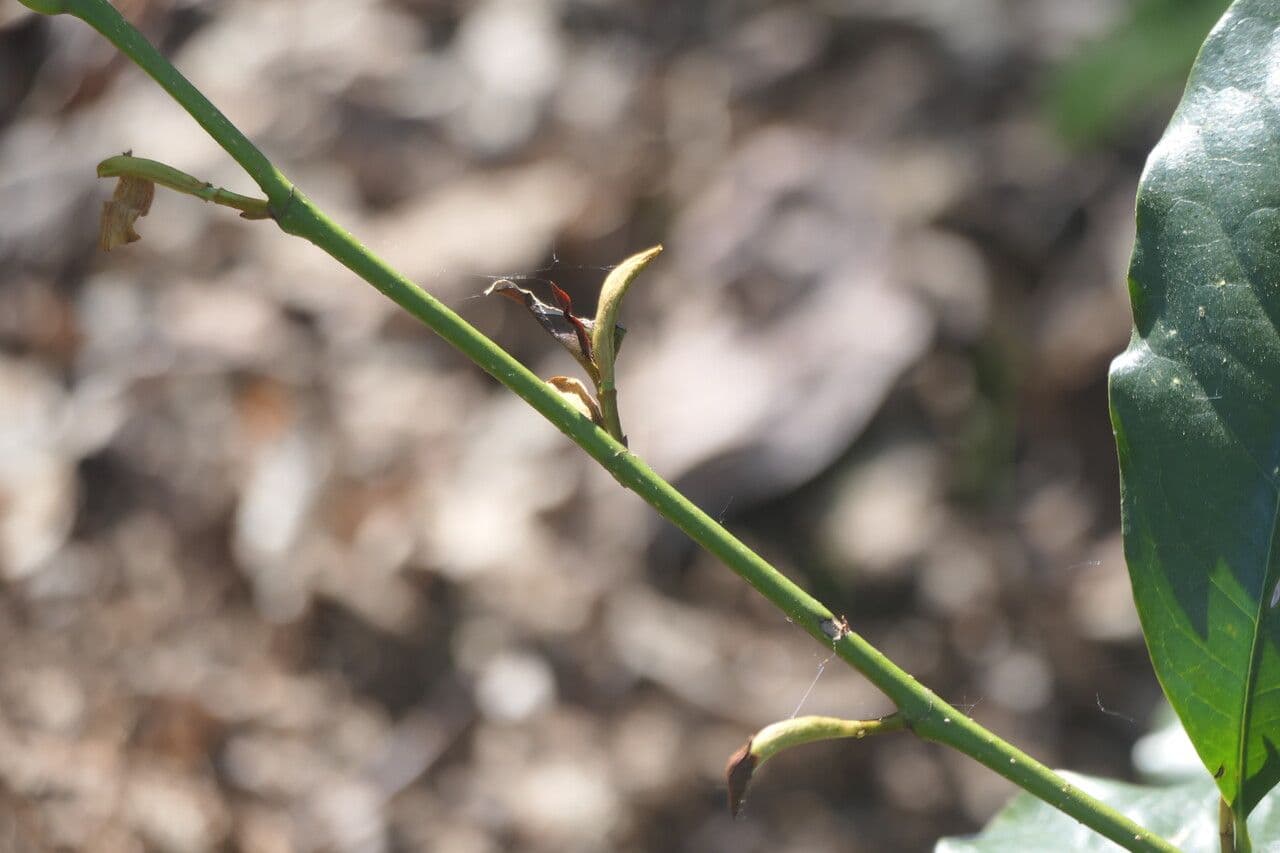 Magnolia 12