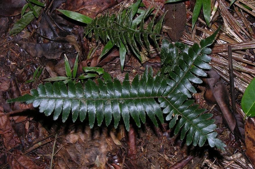 Capillaire oblique