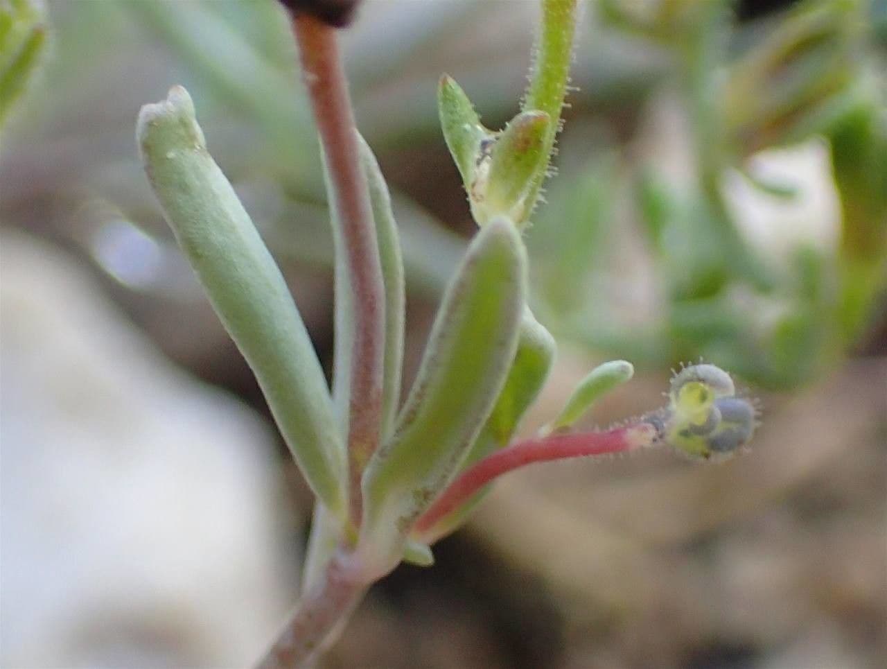 Linaria supina