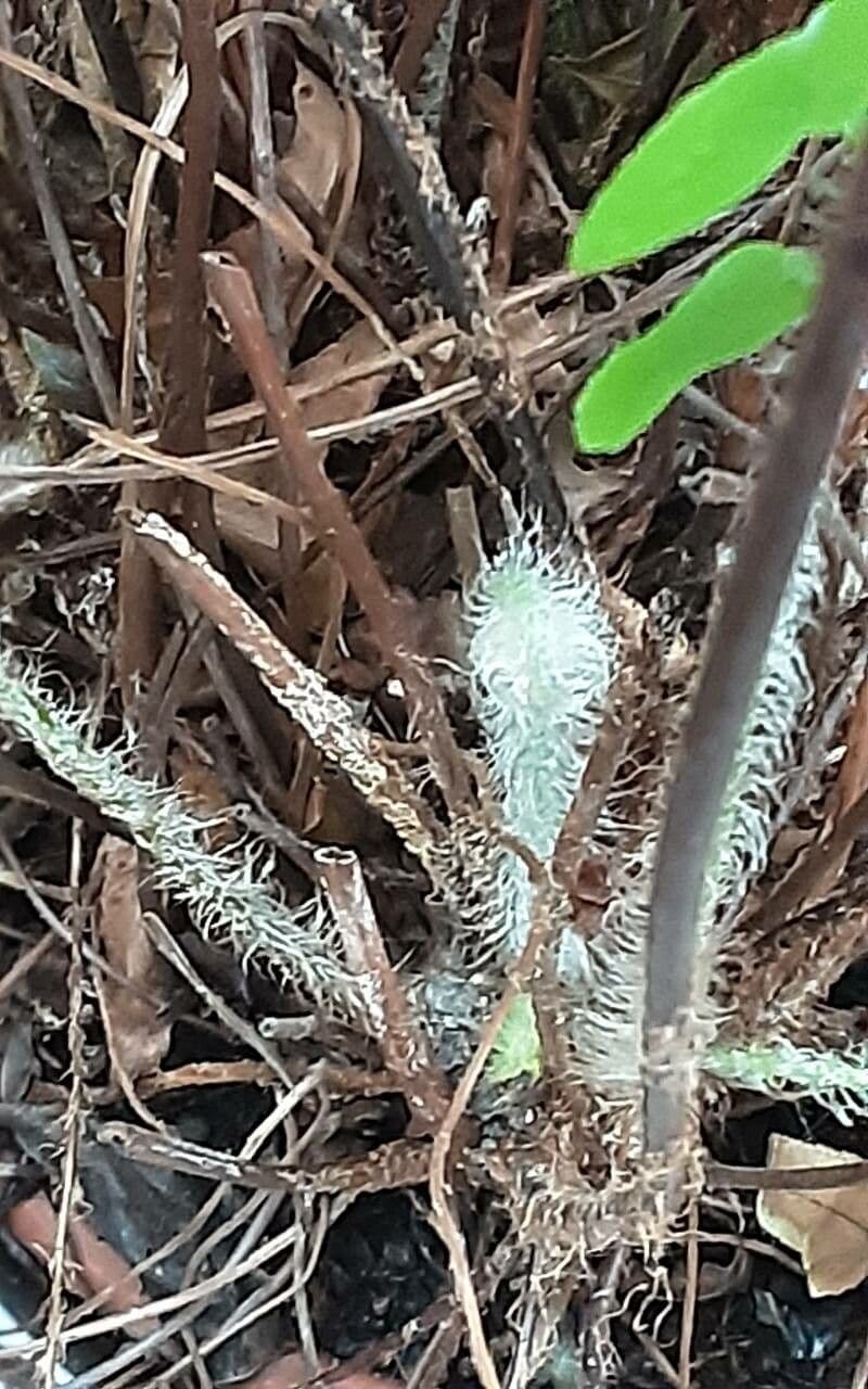 Nephrolepis cordifolia 17