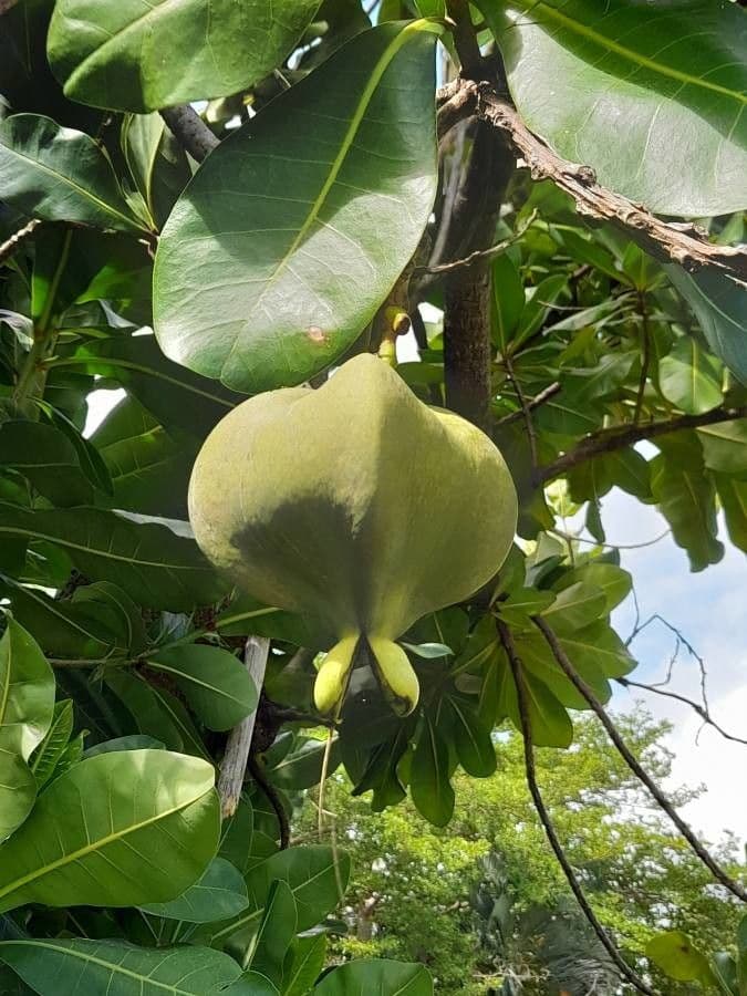 Barringtonia