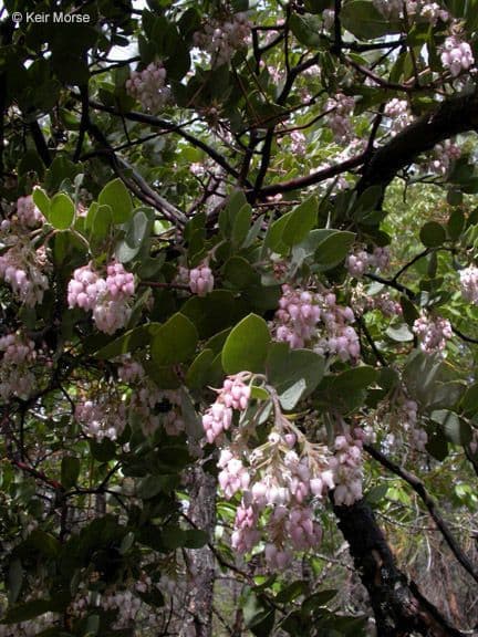 Arctostaphylos 14