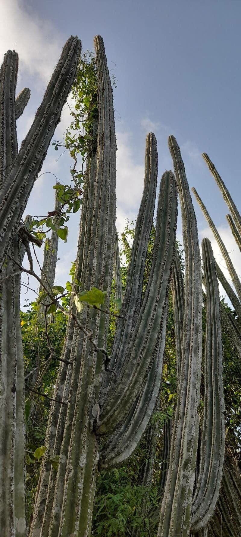 Pilosocereus 5