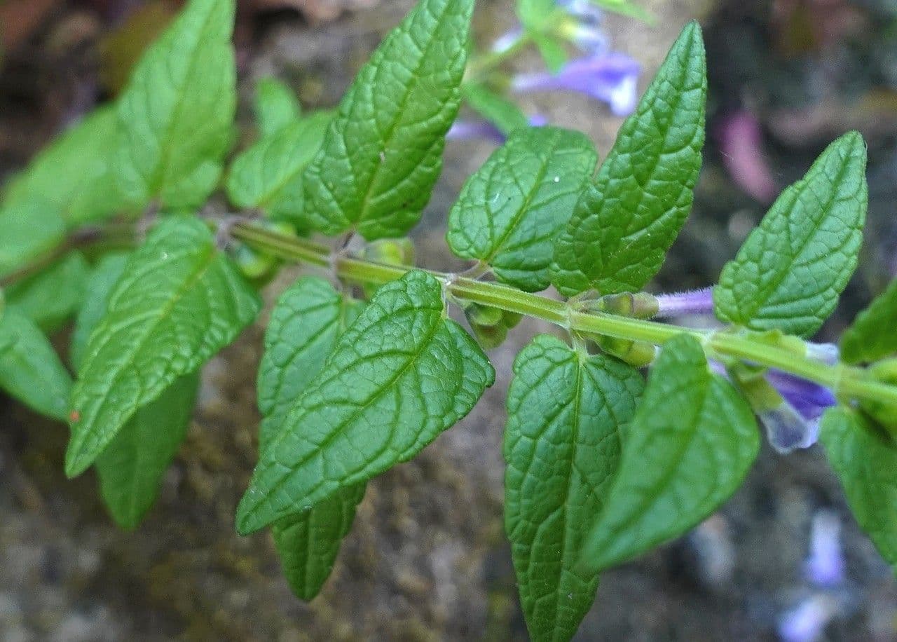 Scutellaria comune 19