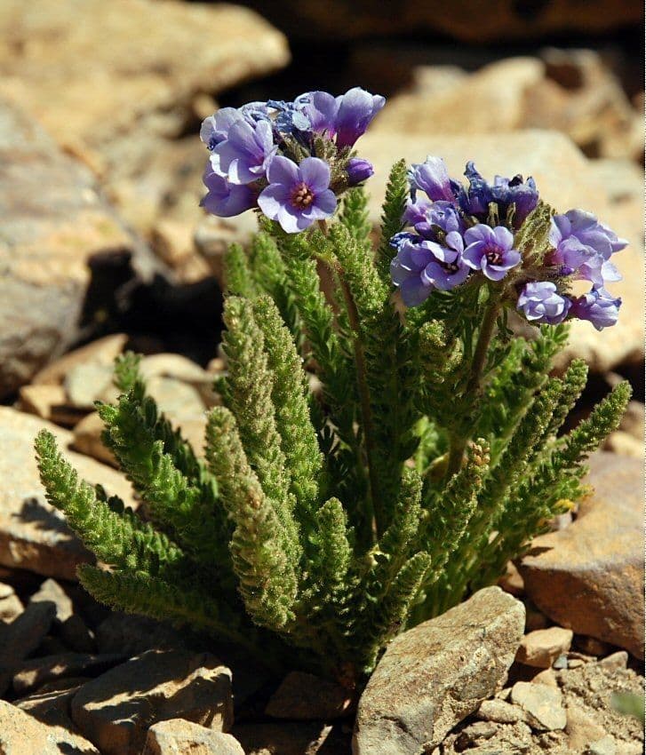 Polemonium 9