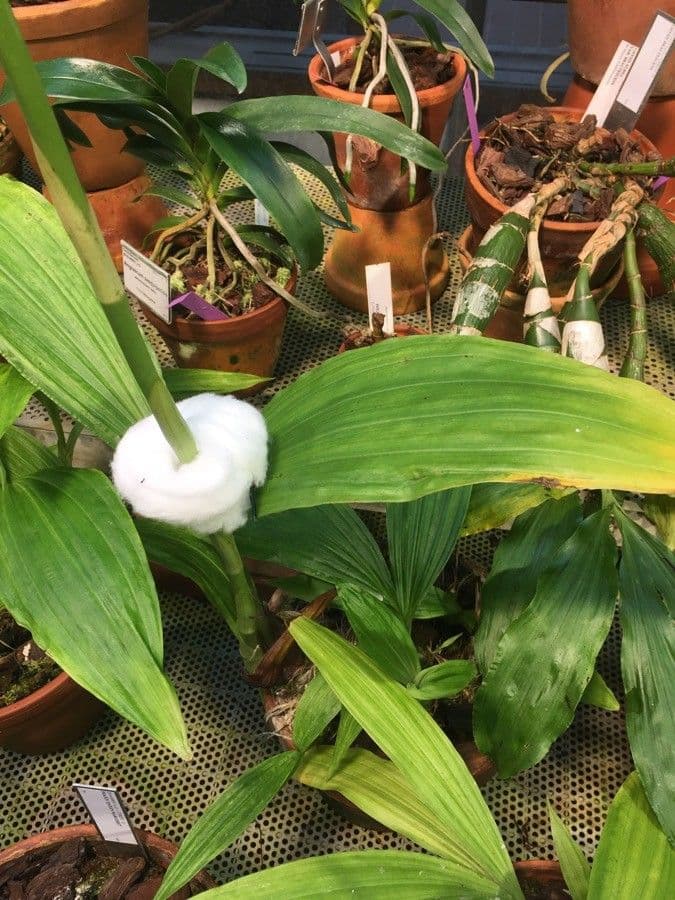Phaius 8