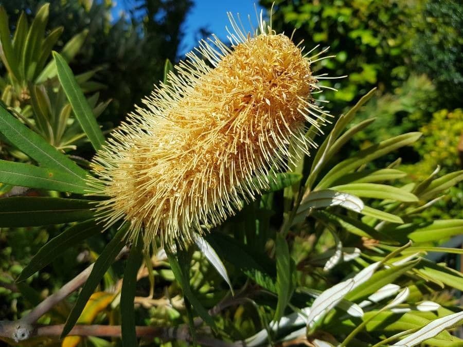 Banksia 3