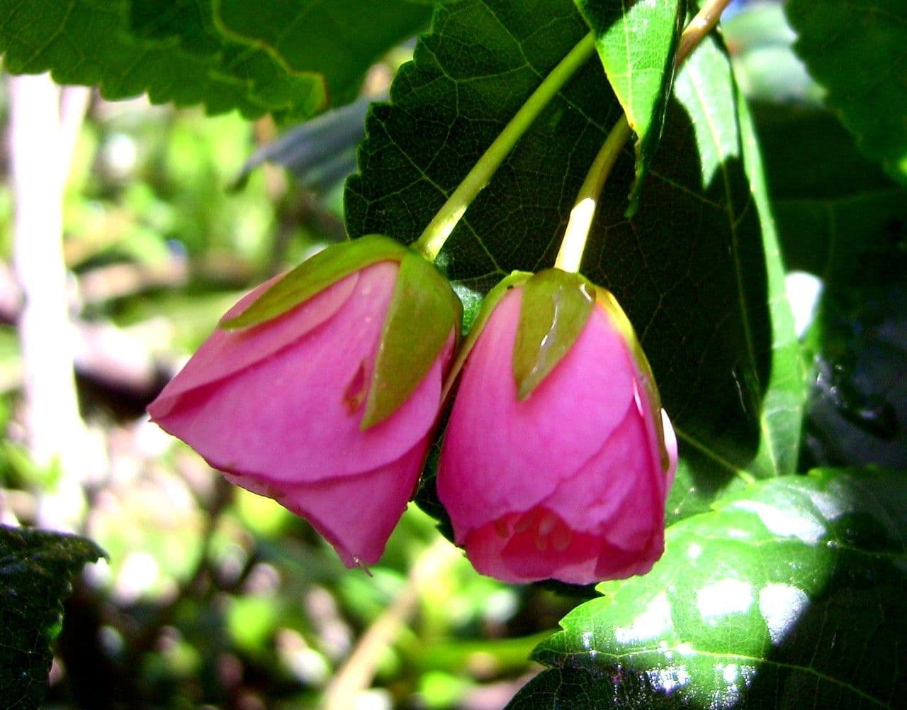 Dombeya 2