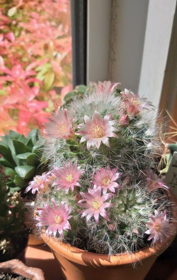 Cactus 7