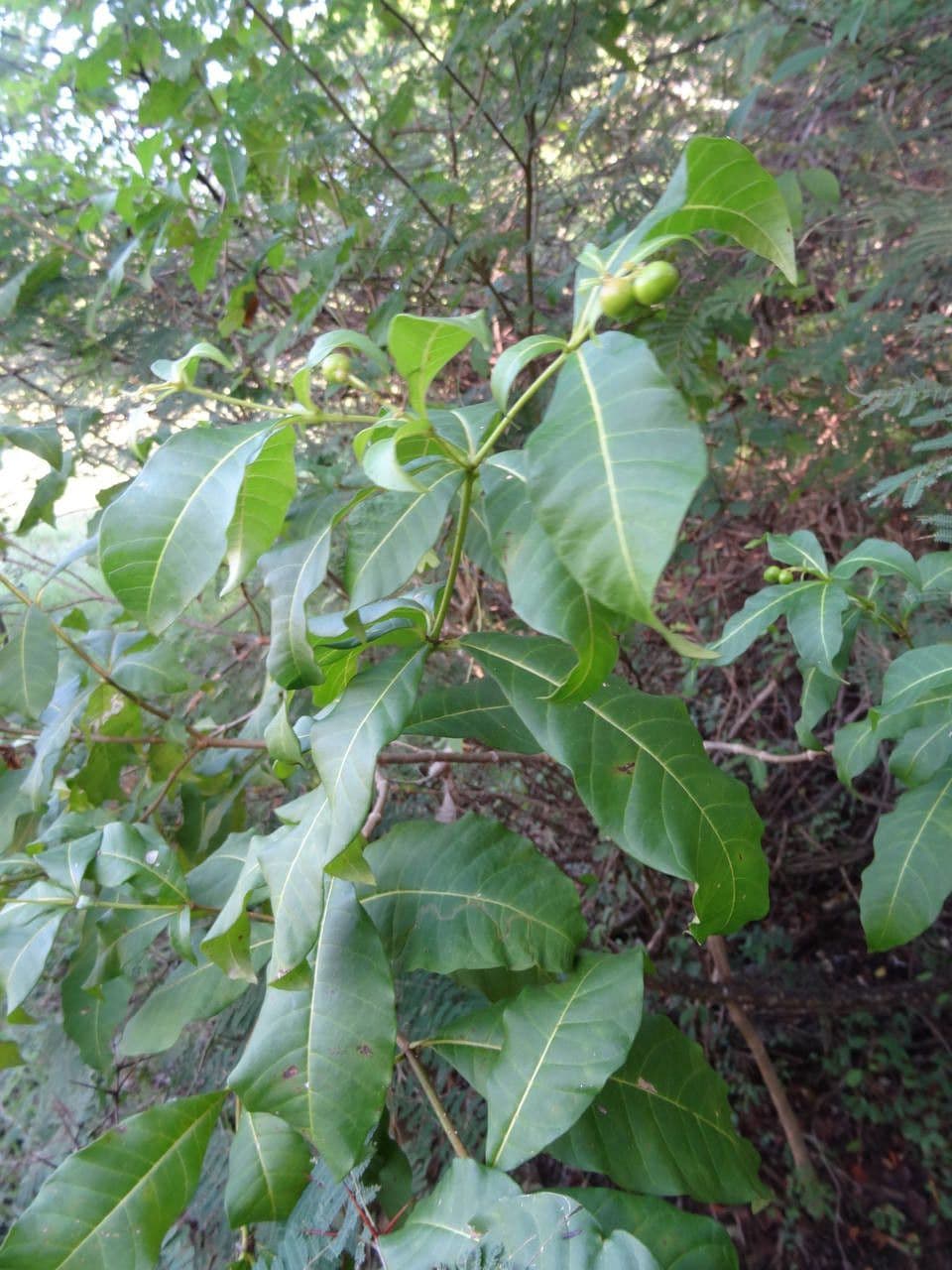 Rauvolfia viridis 16
