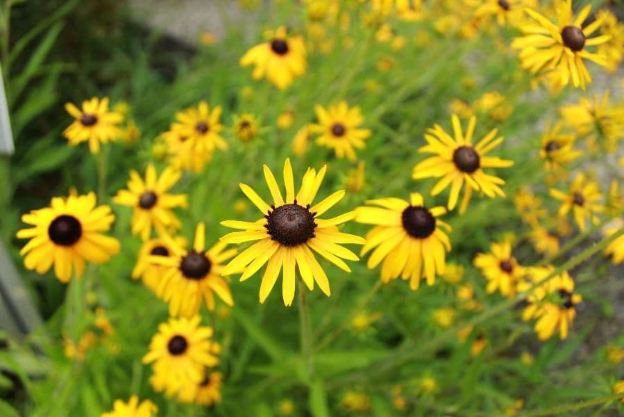 Rudbeckia dolce 4
