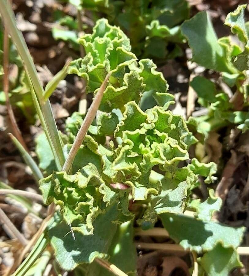 Haplopappus 3