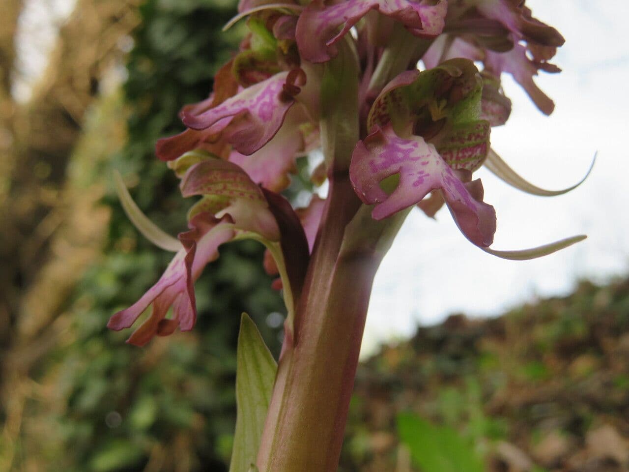 Orchis géant 22