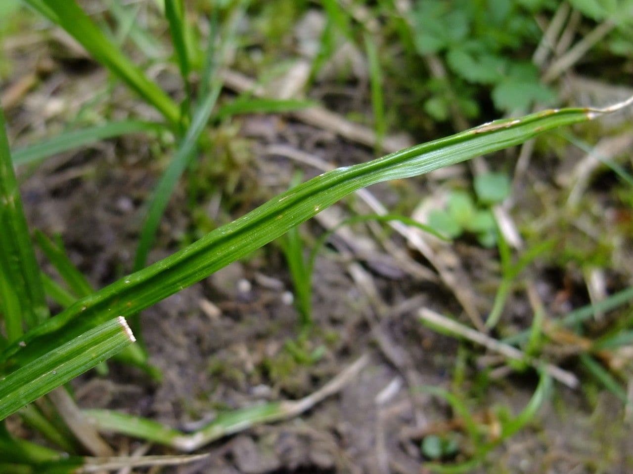 Carice selvatica 19