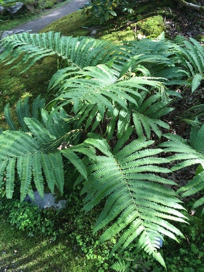 Onoclea orientale 3