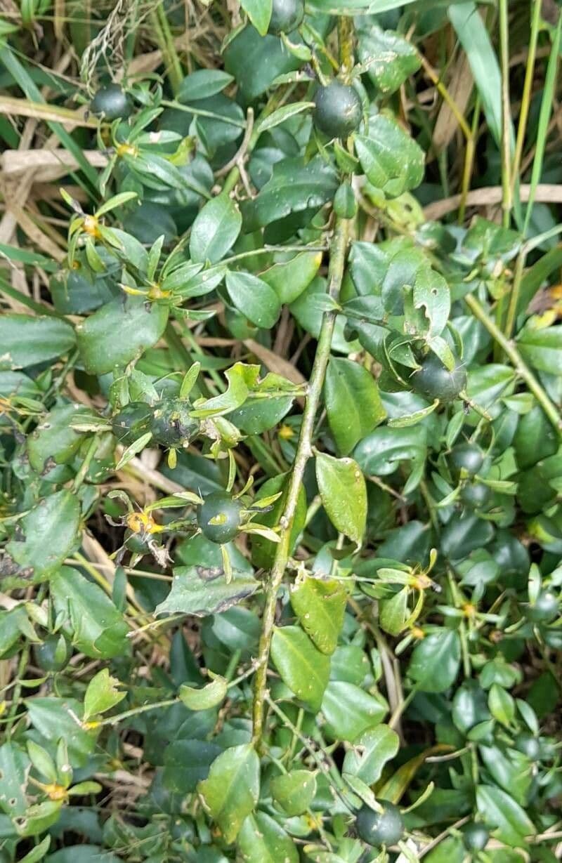 Pereskia 13