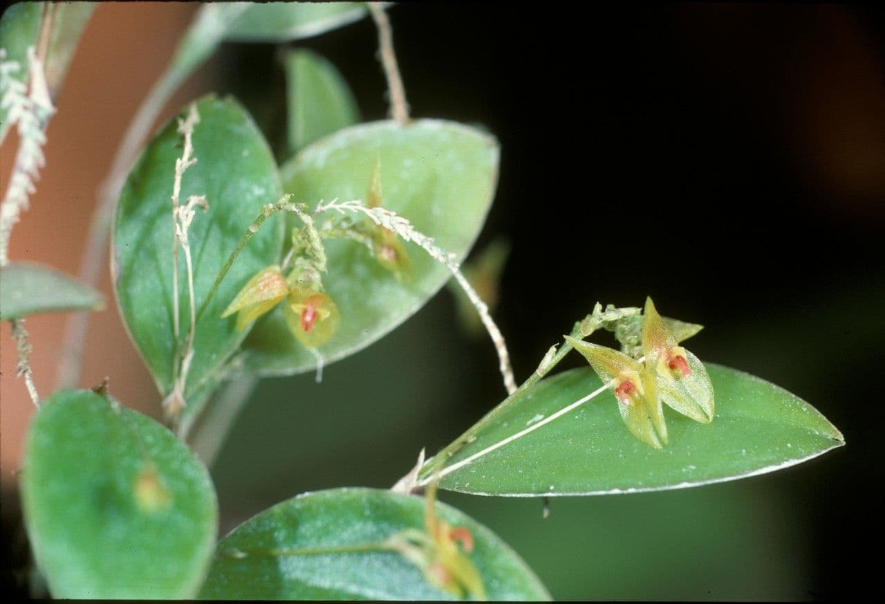 Lepanthes tridentata