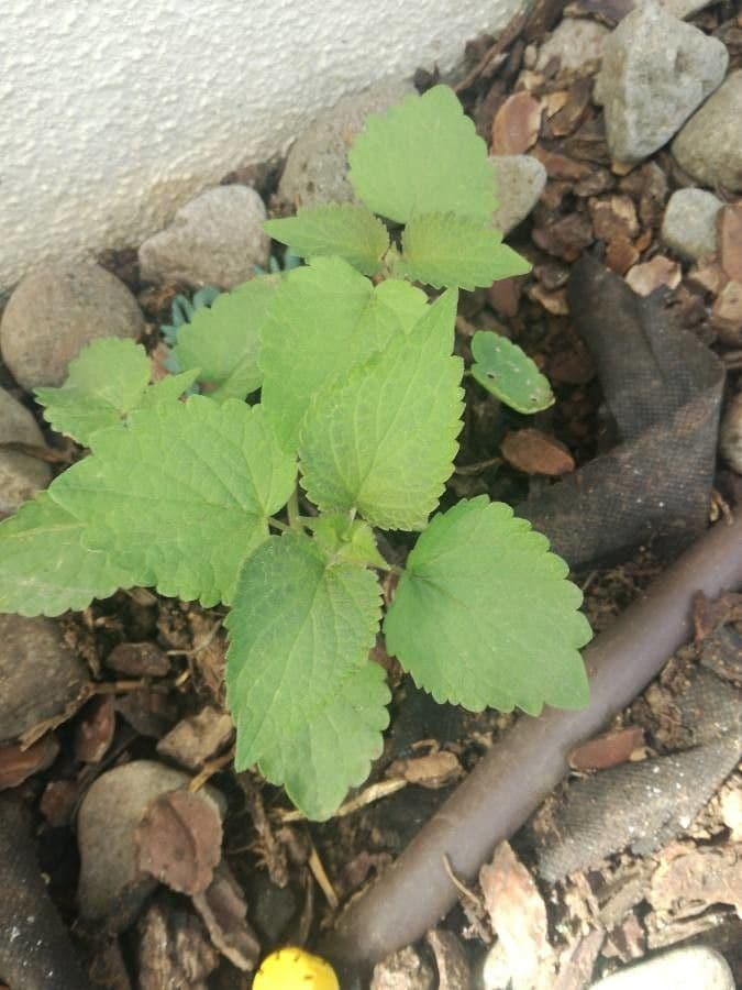 Agrastache finocchio 18