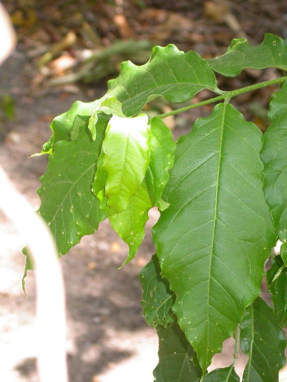 Bunchosia 6