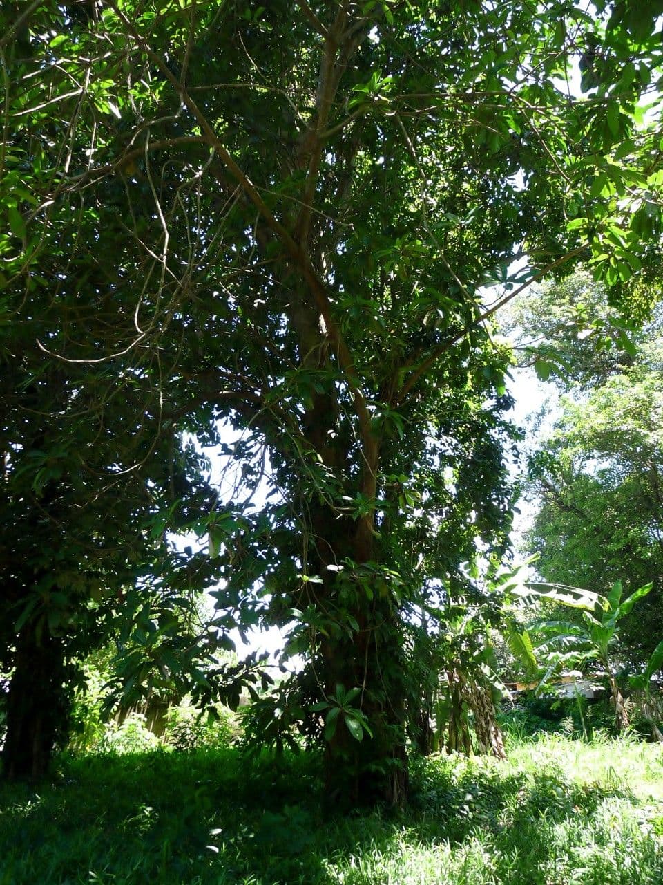 Strychninetree 7