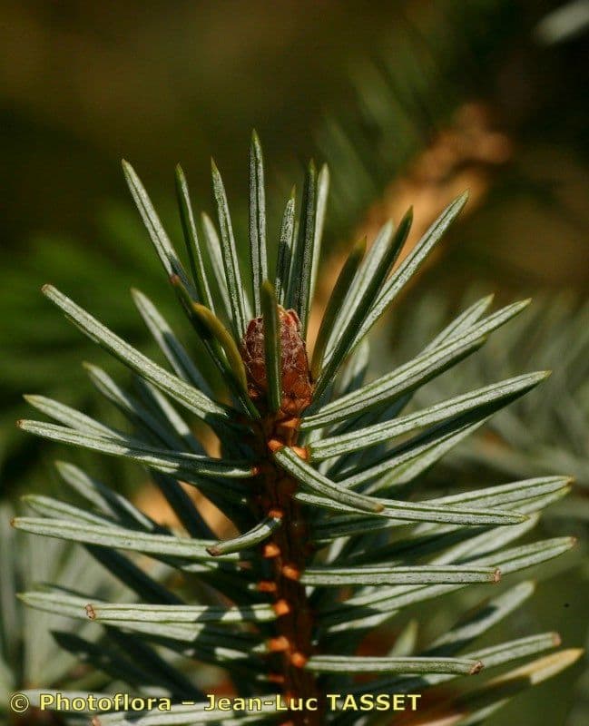 Peccio di Sitka 28