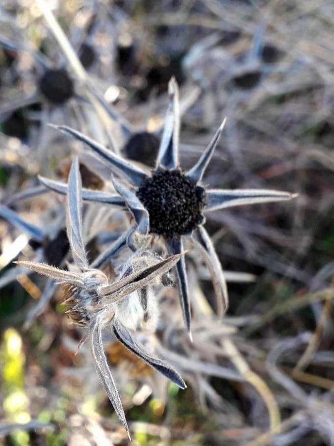 Asteroide spinoso 5