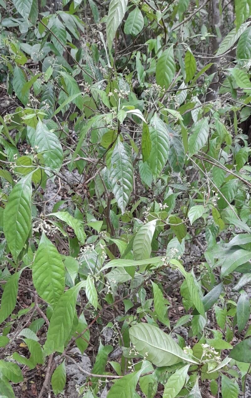 Psychotria nervosa 15
