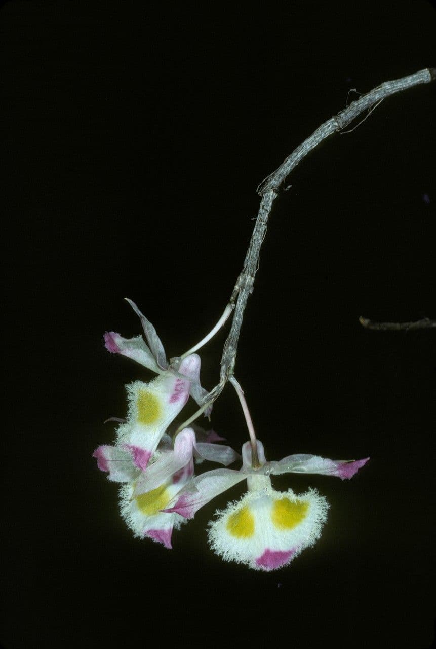 Dendrobium 3