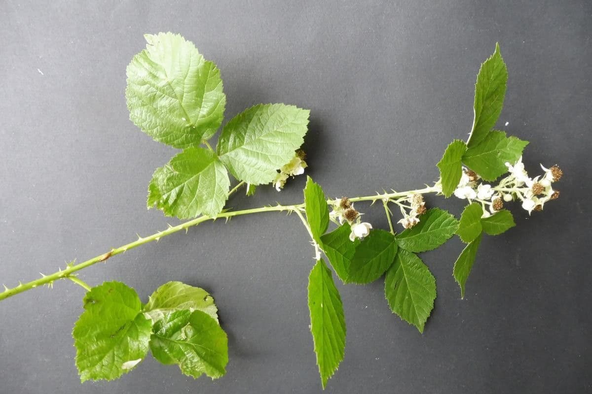 Rubus nemorosus 4