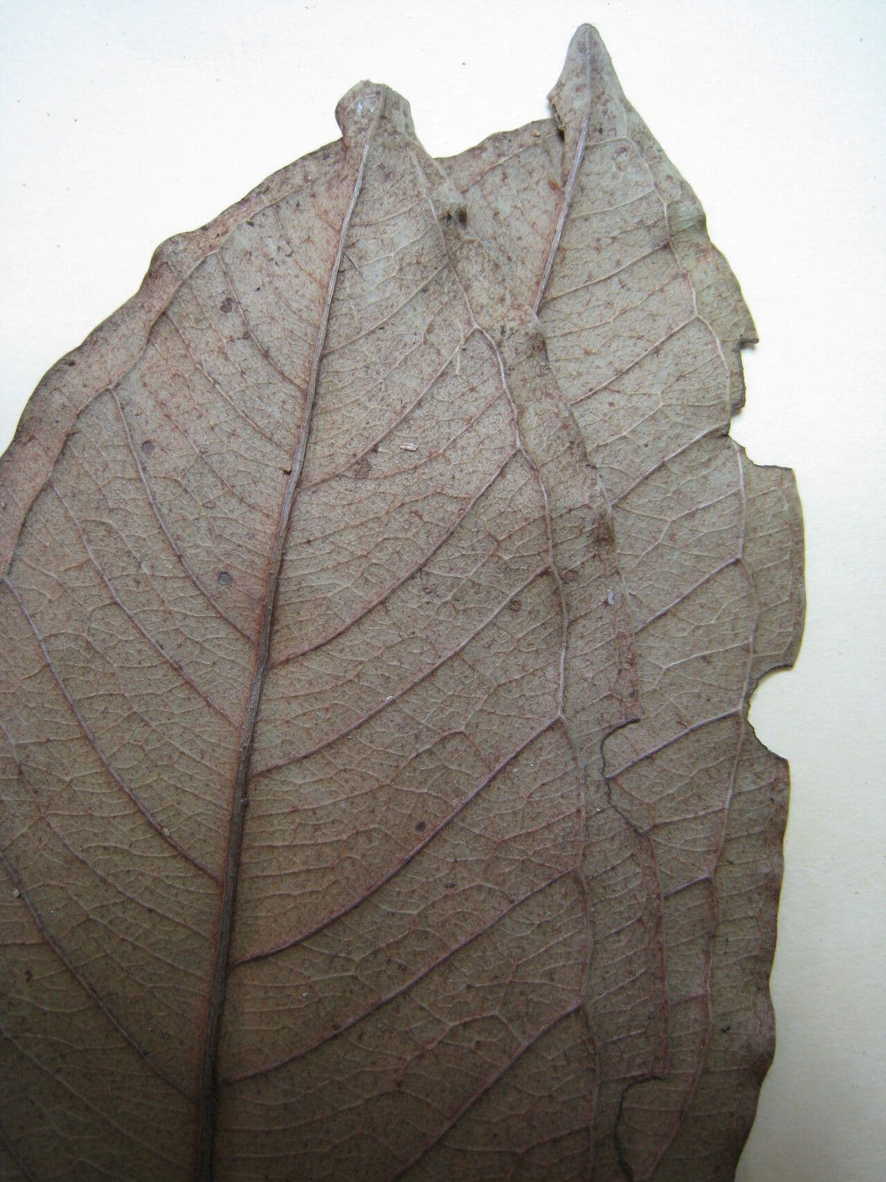 Eugenia 12