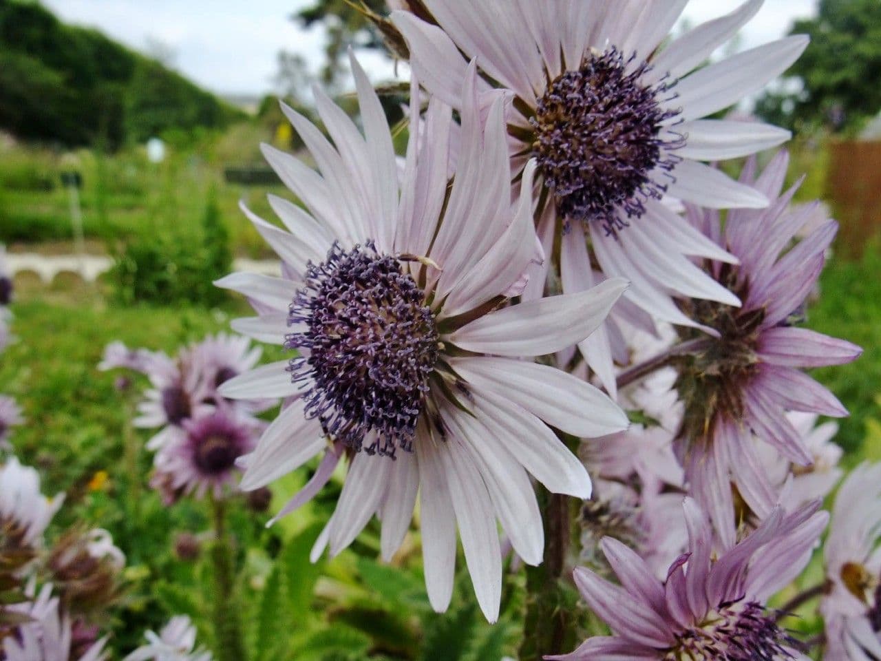 Berkheya purpurea 6