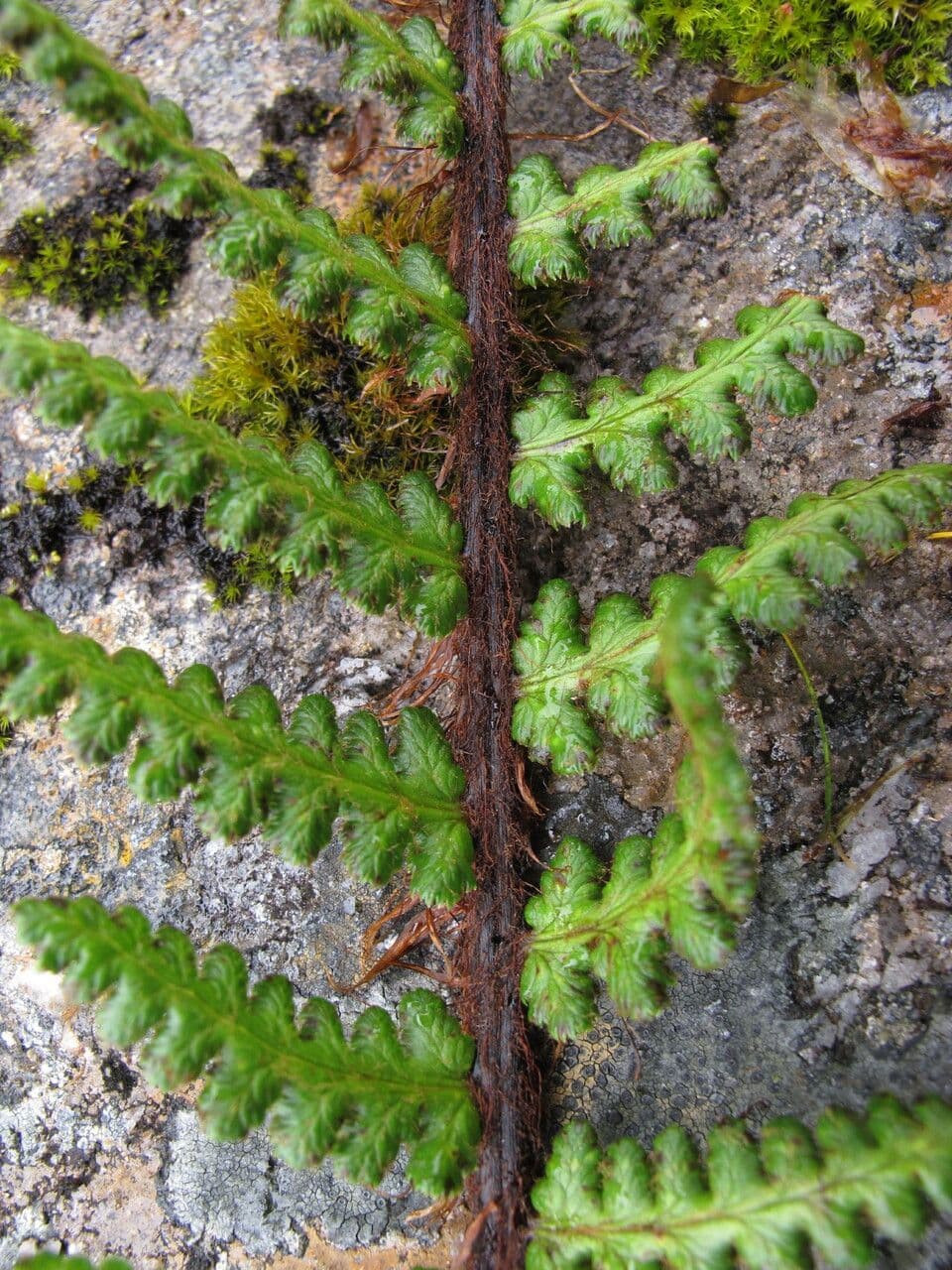 Athyrium 10