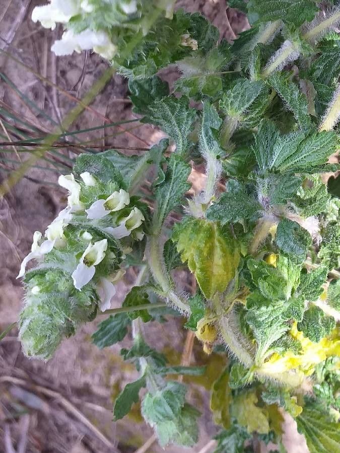 Sideritis hirsuta 7