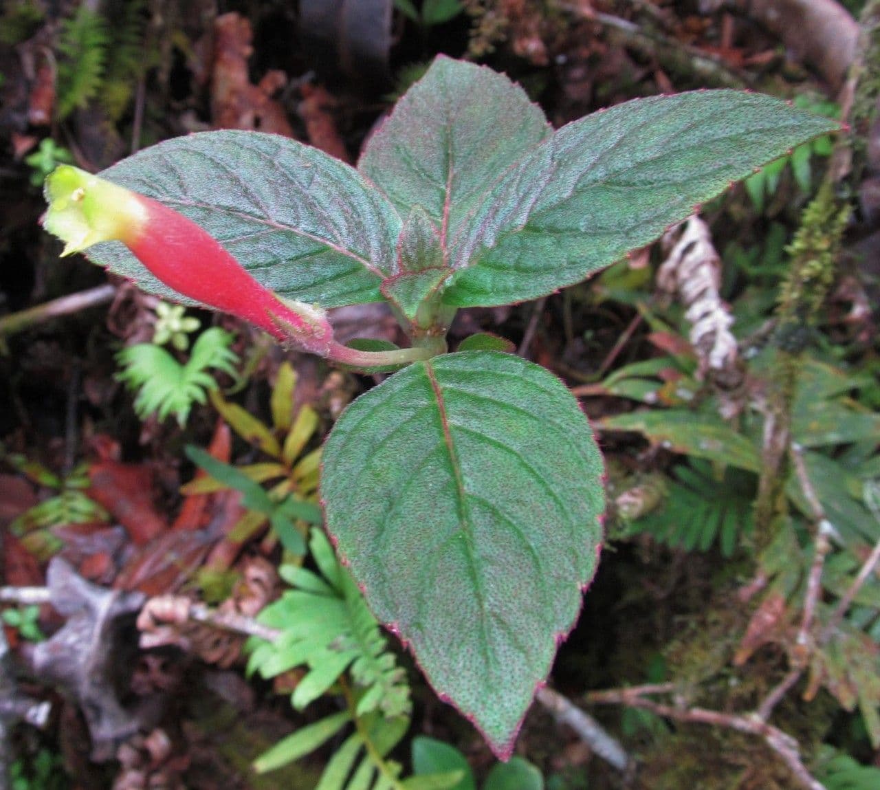 Columnea 4