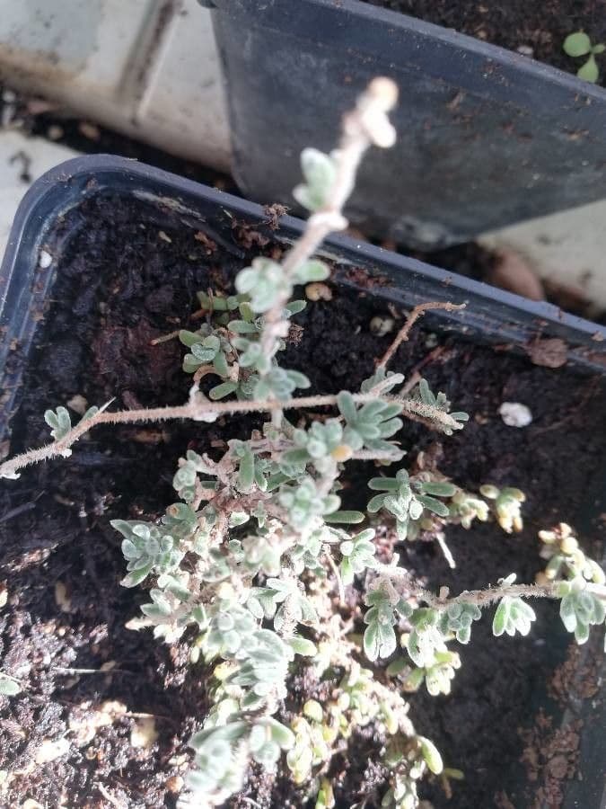 Dissocarpus paradoxus 2