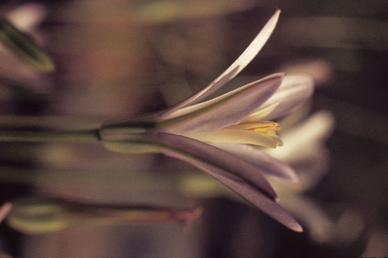 Brodiaea kalifornská 3