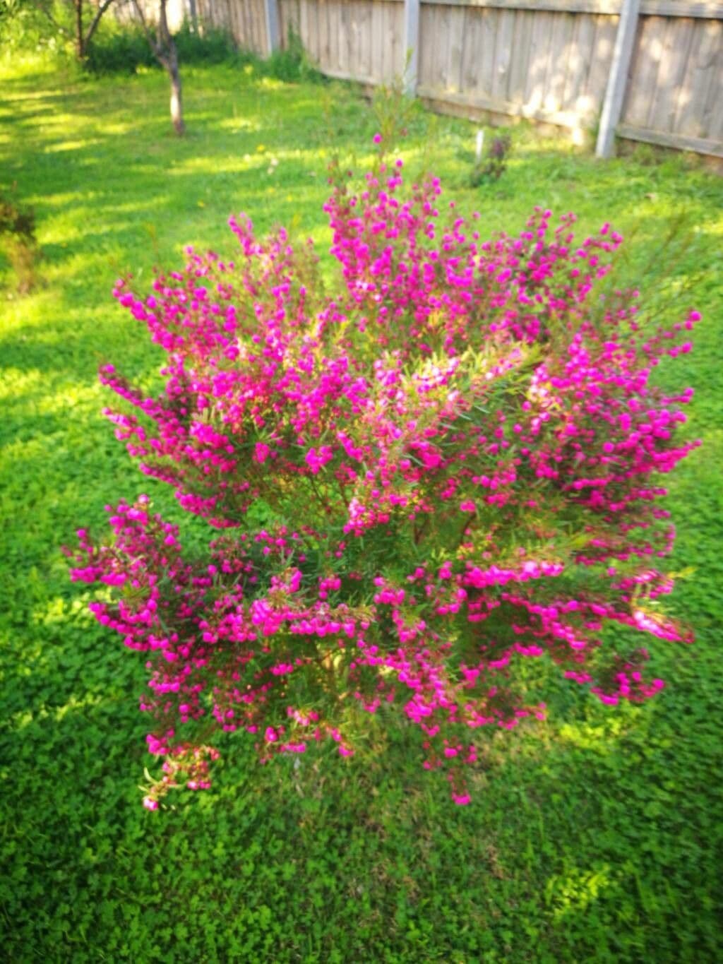 Boronia 2