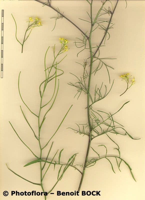 Erba cornacchia altissima 25
