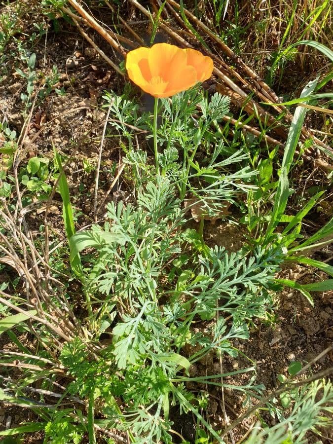 Kalifornischer Mohn 13
