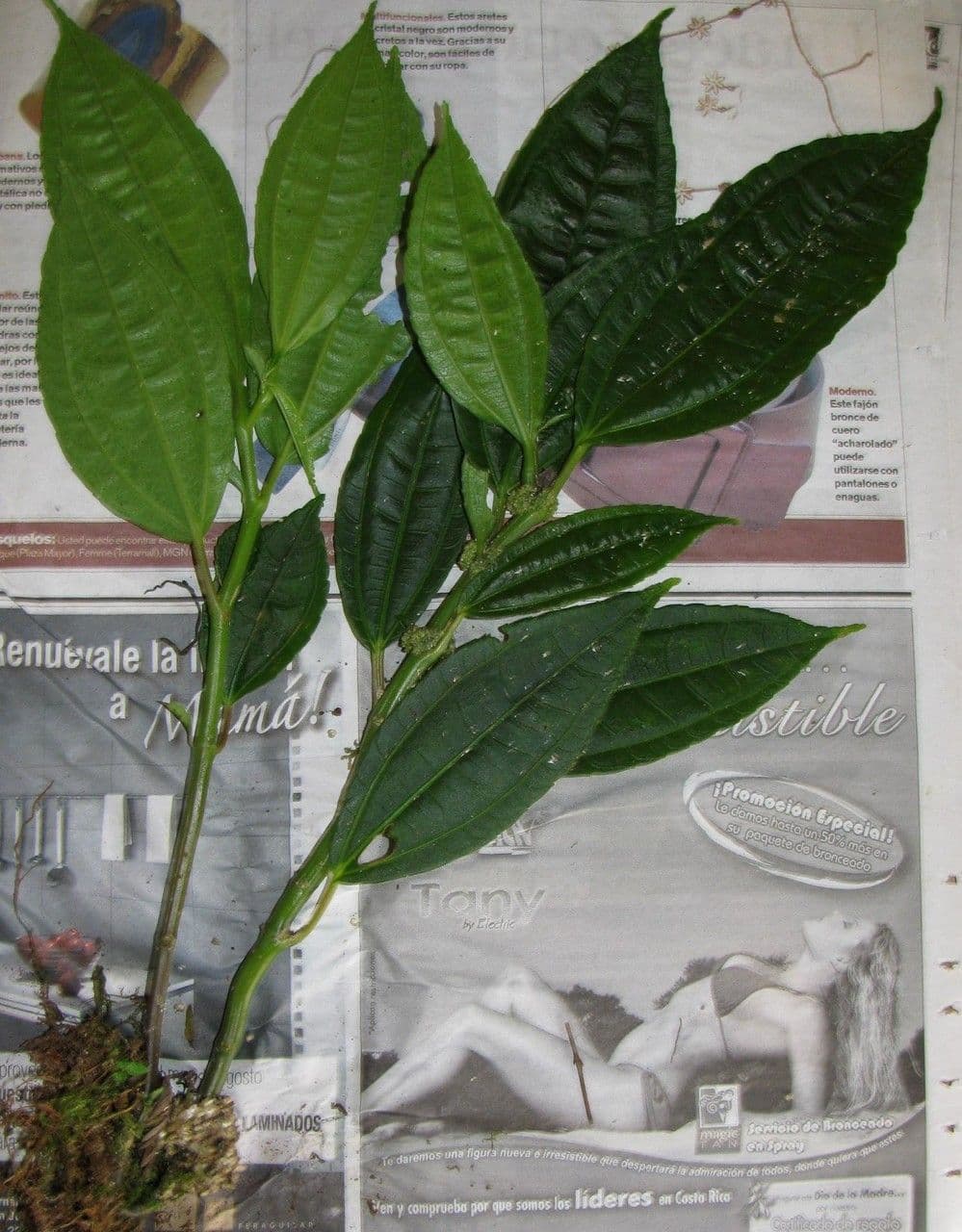 Pilea 8