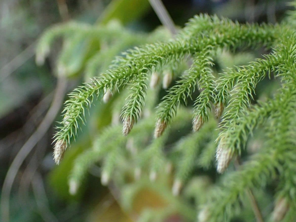 Lycopodiella cernua 4