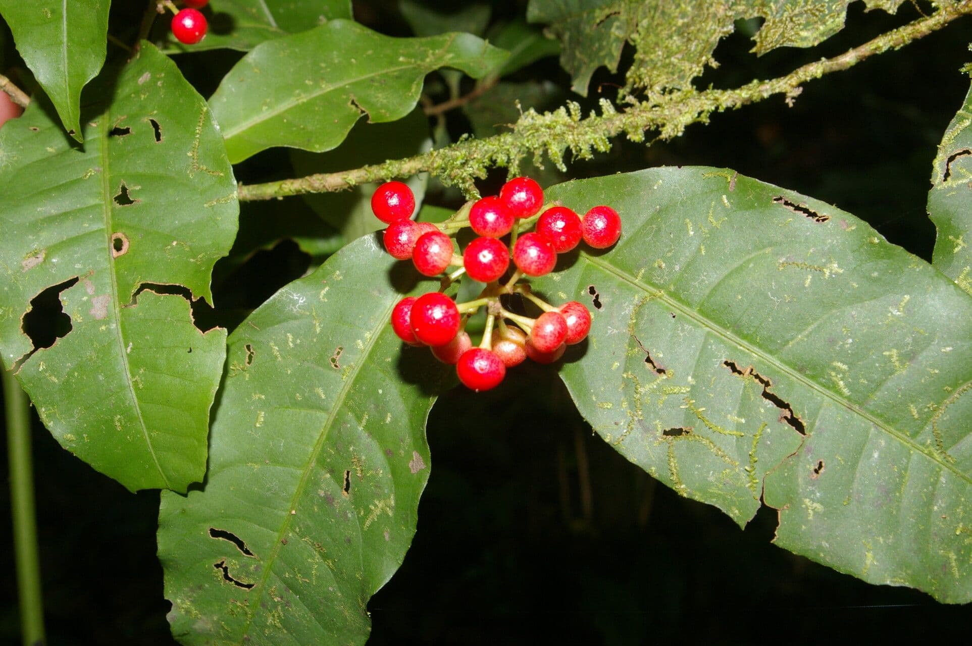 Ardisia de Guyane 5